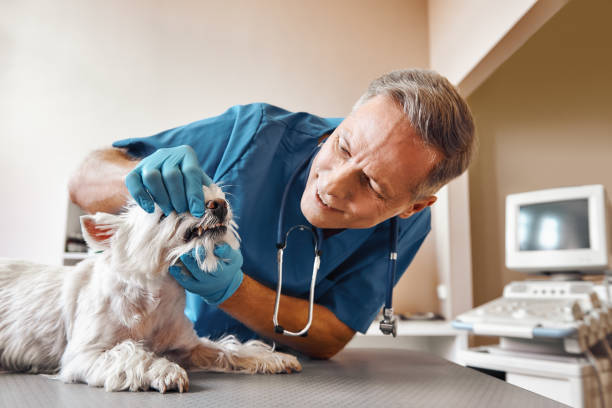 Best Emergency Dental Care for Abscessed Tooth in Luray, VA